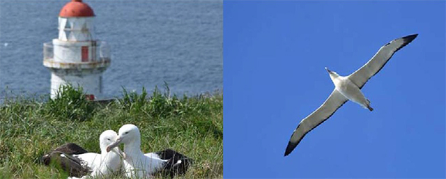 Albatross Colony Tour, Dunedin