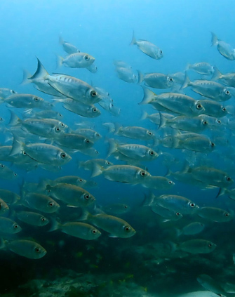 Crescent-tail Bigeye