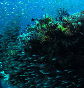 Castle Rock - Damai 2 Liveaboard Diving Komodo, August 19-30 2013 Trip Report