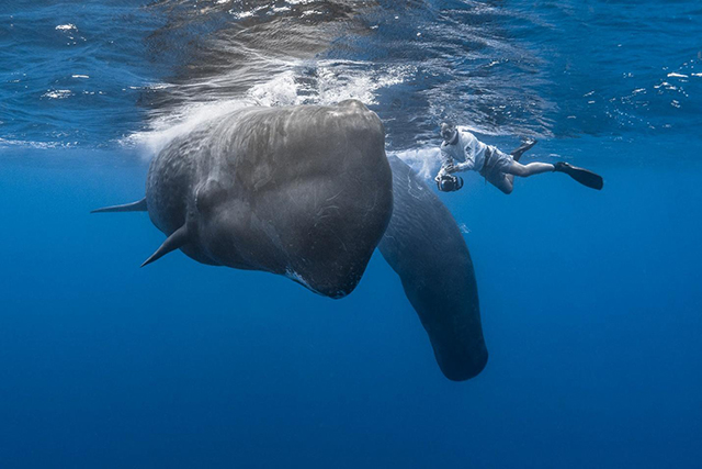 Whales with Leo- copyright Phillip Colla