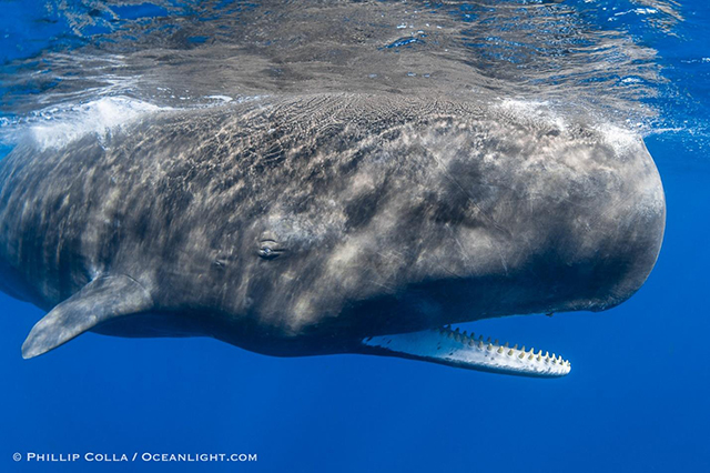 Sperm whale in Dominica - Photographed by Phillip Colla