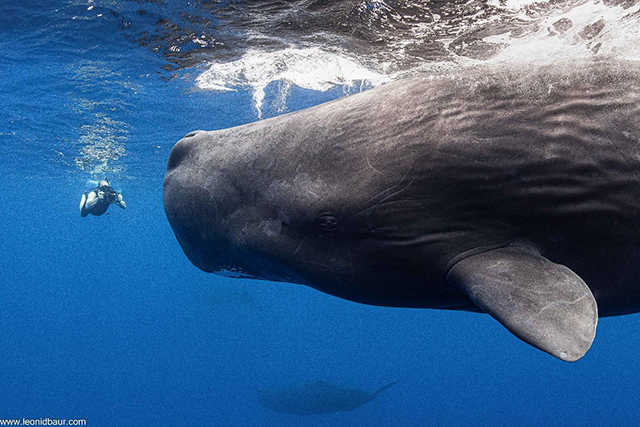 Snorkel with sperm whales in Dominica
