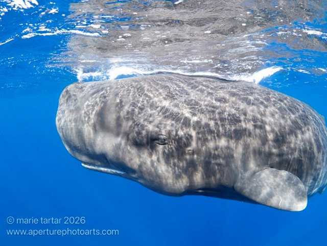 Dominica Sperm Whale Snorkel Encounter, January 4-14, 2026 Trip Report - Photographed by Marie Tartar
