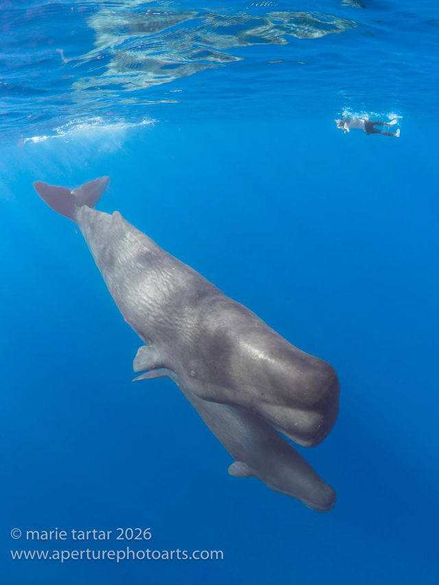 Snorkel with a sperm whale in Dominica - Photographer: Marie Tartar