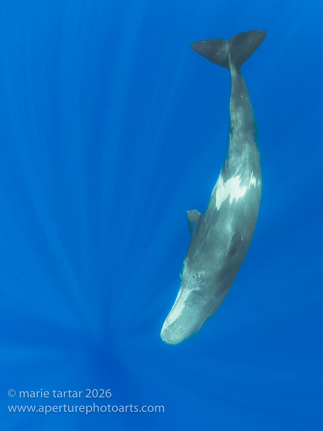 Sperm whale in Dominica - Photographer: Marie Tartar