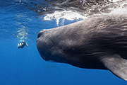 Dominica Sperm Whale Snorkel Encounter, January 4-14, 2026 Trip Report