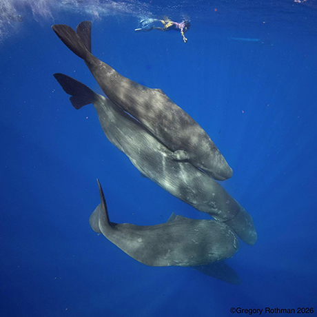 Dominica Sperm Whale Snorkel Encounter, January 4-14, 2026 Trip Report