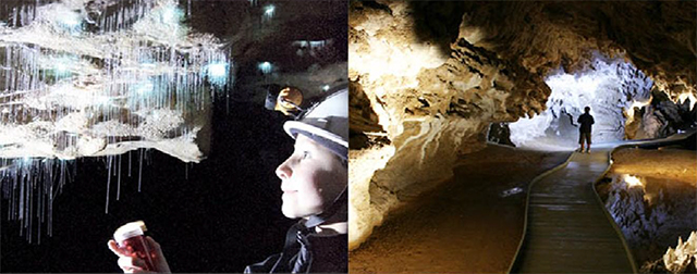explore the famous Glowworm Cave