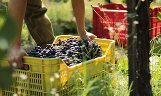 Grape harvesting