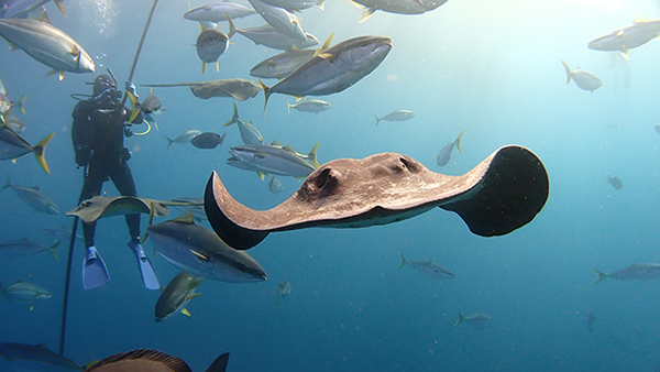 Stingray - Ito Diving