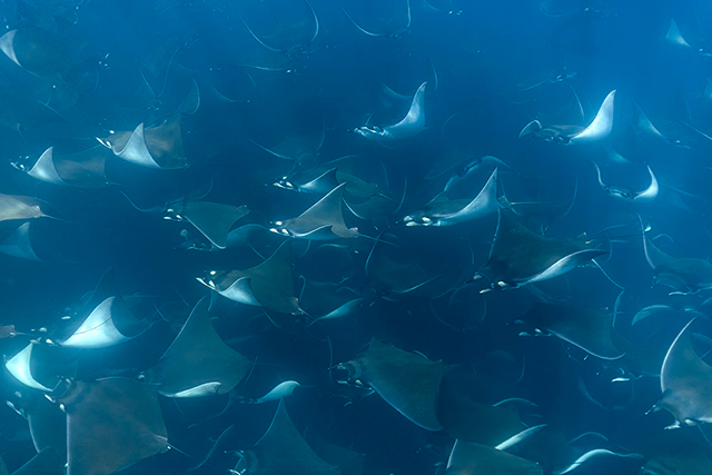 Mobula Rays - Marine Safari One Day Tour