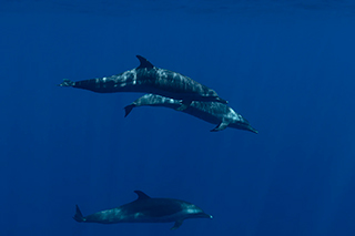 Dolphins - Marine Safari One Day Tour