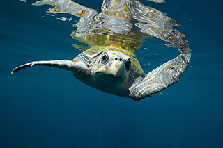 Turtle - Marine Safari One Day Tour