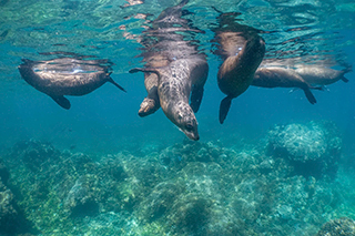 Sea lions - Marine Safari One Day Tour