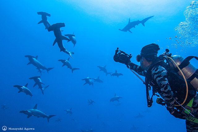 Diving at Mikomoto Hammers