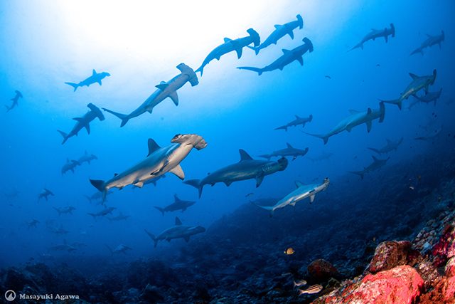 Hammerhead sharks - Diving at Mikomoto Hammers