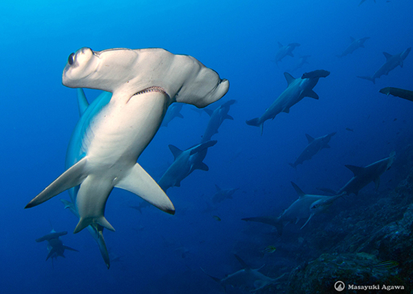 Hammerhead sharks - Mikomoto Diving