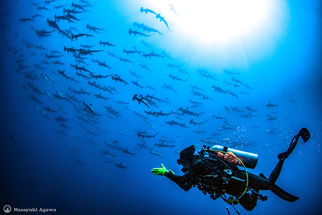 A school of hammerhead sharks - Mikomoto Diving