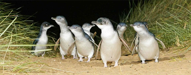 Oamaru Little Blue Penguin Colony