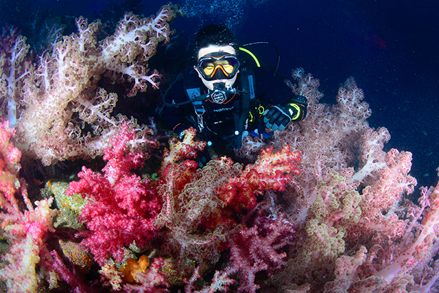 Soft coral - Osezaki underwater
