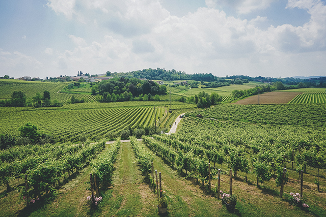 Prosecco vineyards