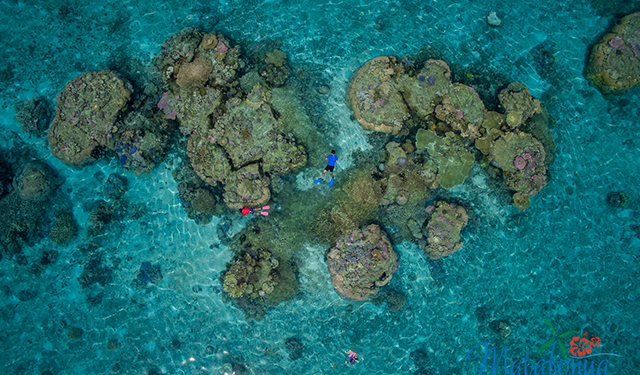 Snorkelling - Sandy Beach Resort - Tonga Dive Resorts - Dive Discovery Tonga