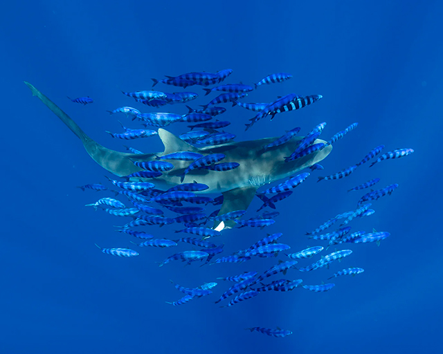 Shark Safari One Day Tour - Baja, Mexico - Dive Discovery