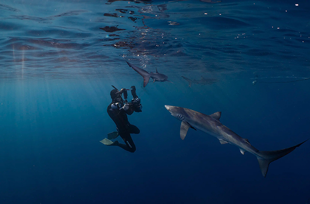 A snorkler taking pictures of sharks - Shark Safari One Day Tour - Baja, Mexico