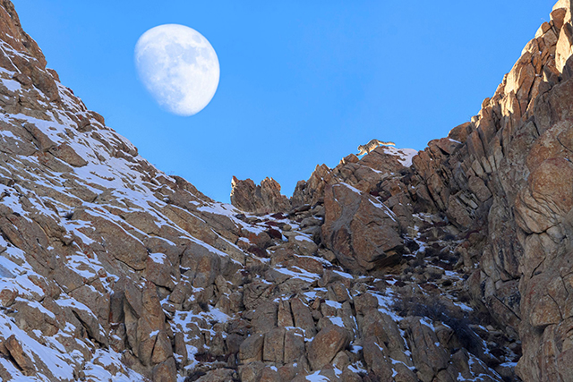 Snow Leopard