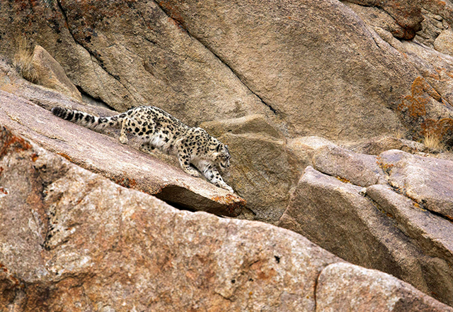Snow Leopard