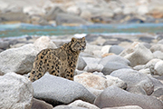 Snow Leopard Expedition, January 23 - February 3 2027 Group Trip