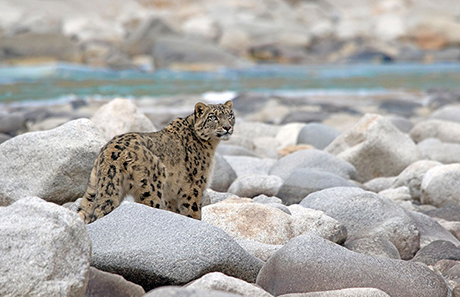 Snow Leopard Expedition, January 23 - February 3 2027 Group Trip