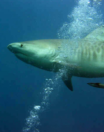 Tiger shark