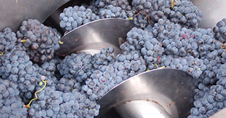 Grape harvesting - Turin Wine Tour