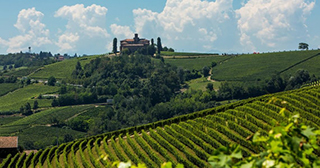 Vinyard - Turin Wine Tour