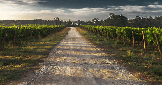 Vineyard - Verona wine tour