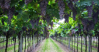 Vineyard - Verona wine tour