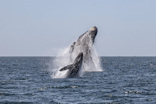 Humpback whale with a calf - Whale Watching One Day Tour - Baja, Mexico - Dive Discovery