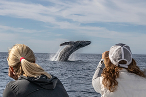 Whale Watching One Day Tour - Baja, Mexico - Dive Discovery