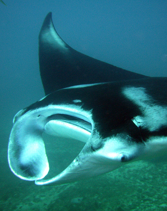 Manta ray