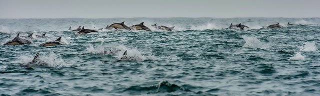 Dolphins - Sardine Run - South Africa