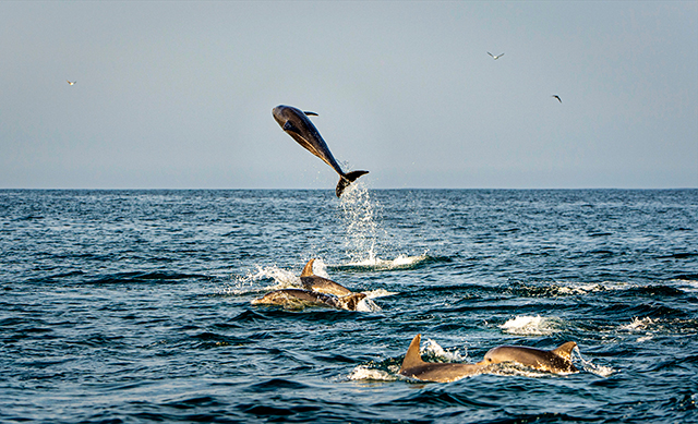 Dolphins - Sardine Run - South Africa