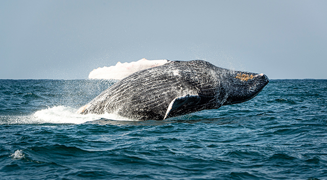 Humpback whale - Sardine Run - South Africa
