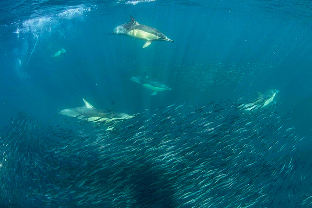Sardine Run - South Africa