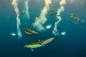Sardine Run - South Africa